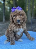 Purple Girl AKC, a female Poodle - Multi-Colored Standard for sale in Scottsboro, AL – 1 of 8