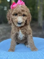 Pink Girl AKC, a female Poodle - Multi-Colored Standard for sale in Scottsboro, AL – 3 of 9