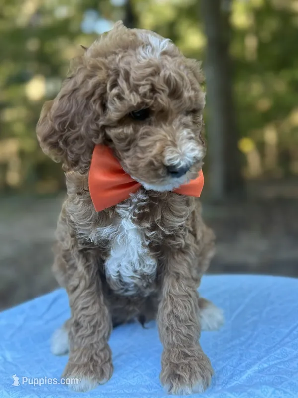 Orange Boy AKC – Poodle - Multi-Colored Standard puppy for sale in Scottsboro, AL