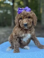 Purple Girl AKC, a female Poodle - Multi-Colored Standard for sale in Scottsboro, AL – 6 of 8