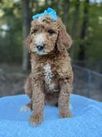 Light Blue Girl AKC, a female Poodle - Multi-Colored Standard for sale in Scottsboro, AL – 4 of 10