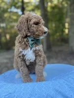Green Boy AKC, a male Poodle - Multi-Colored Standard for sale in Scottsboro, AL – 4 of 8