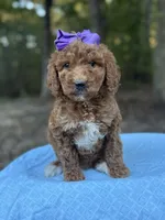 Purple Girl AKC, a female Poodle - Multi-Colored Standard for sale in Scottsboro, AL – 3 of 8