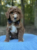 Black Boy AKC, a male Poodle - Multi-Colored Standard for sale in Scottsboro, AL – 5 of 9