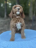 Black Girl AKC, a female Poodle - Multi-Colored Standard for sale in Scottsboro, AL – 2 of 9