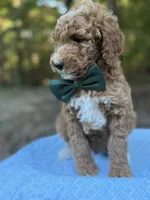 Green Boy AKC, a male Poodle - Multi-Colored Standard for sale in Scottsboro, AL – 2 of 8