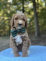 Green Boy AKC, a male Poodle - Multi-Colored Standard for sale in Scottsboro, AL – 3 of 8