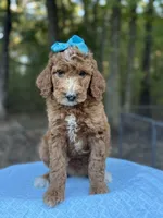 Light Blue Girl AKC, a female Poodle - Multi-Colored Standard for sale in Scottsboro, AL – 8 of 10