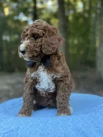Black Boy AKC, a male Poodle - Multi-Colored Standard for sale in Scottsboro, AL – 7 of 9