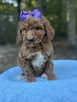 Purple Girl AKC, a female Poodle - Multi-Colored Standard for sale in Scottsboro, AL – 4 of 8