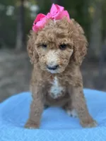 Pink Girl AKC, a female Poodle - Multi-Colored Standard for sale in Scottsboro, AL – 5 of 9