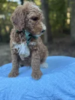 Green Boy AKC, a male Poodle - Multi-Colored Standard for sale in Scottsboro, AL – 5 of 8