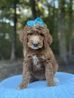 Light Blue Girl AKC, a female Poodle - Multi-Colored Standard for sale in Scottsboro, AL – 3 of 10