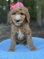 Pink Girl AKC, a female Poodle - Multi-Colored Standard for sale in Scottsboro, AL – 1 of 9