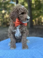 Orange Boy AKC, a male Poodle - Multi-Colored Standard for sale in Scottsboro, AL – 8 of 8