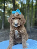 Light Blue Girl AKC, a female Poodle - Multi-Colored Standard for sale in Scottsboro, AL – 6 of 10