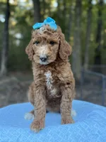 Light Blue Girl AKC, a female Poodle - Multi-Colored Standard for sale in Scottsboro, AL – 7 of 10