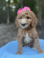 Pink Girl AKC, a female Poodle - Multi-Colored Standard for sale in Scottsboro, AL – 6 of 9