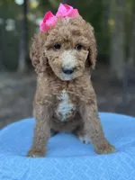 Pink Girl AKC, a female Poodle - Multi-Colored Standard for sale in Scottsboro, AL – 7 of 9
