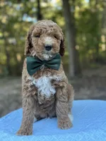 Green Boy AKC, a male Poodle - Multi-Colored Standard for sale in Scottsboro, AL – 6 of 8