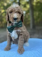 Green Boy AKC, a male Poodle - Multi-Colored Standard for sale in Scottsboro, AL – 1 of 8