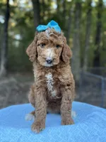 Light Blue Girl AKC, a female Poodle - Multi-Colored Standard for sale in Scottsboro, AL – 5 of 10