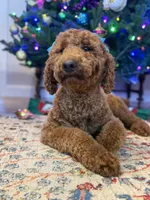 Orange Boy AKC, a male Poodle - Multi-Colored Standard for sale in Scottsboro, AL – 5 of 8