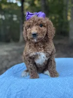 Purple Girl AKC, a female Poodle - Multi-Colored Standard for sale in Scottsboro, AL – 5 of 8