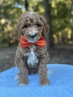 Orange Boy AKC, a male Poodle - Multi-Colored Standard for sale in Scottsboro, AL – 4 of 8