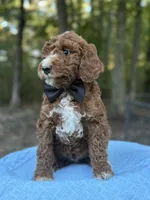 Black Boy AKC, a male Poodle - Multi-Colored Standard for sale in Scottsboro, AL – 3 of 9