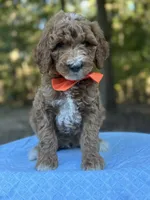 Orange Boy AKC, a male Poodle - Multi-Colored Standard for sale in Scottsboro, AL – 3 of 8