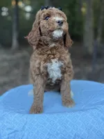 Black Girl AKC, a female Poodle - Multi-Colored Standard for sale in Scottsboro, AL – 4 of 9