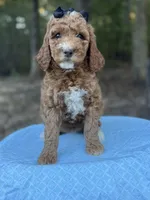 Black Girl AKC, a female Poodle - Multi-Colored Standard for sale in Scottsboro, AL – 7 of 9