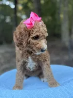 Pink Girl AKC, a female Poodle - Multi-Colored Standard for sale in Scottsboro, AL – 2 of 9