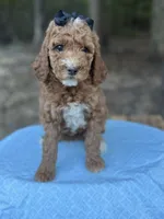 Black Girl AKC, a female Poodle - Multi-Colored Standard for sale in Scottsboro, AL – 6 of 9