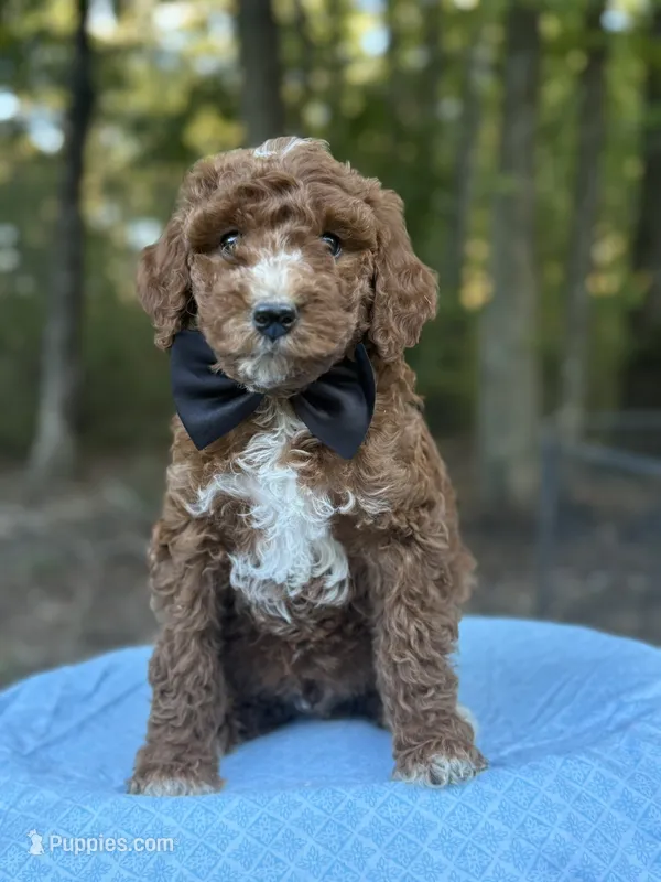 Black Boy AKC – Poodle - Multi-Colored Standard puppy for sale in Scottsboro, AL
