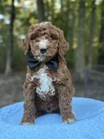 Black Boy AKC, a male Poodle - Multi-Colored Standard for sale in Scottsboro, AL – 1 of 9