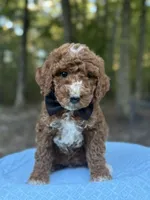 Black Boy AKC, a male Poodle - Multi-Colored Standard for sale in Scottsboro, AL – 6 of 9