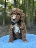 Black Boy AKC, a male Poodle - Multi-Colored Standard for sale in Scottsboro, AL – 2 of 9