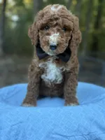 Black Boy AKC, a male Poodle - Multi-Colored Standard for sale in Scottsboro, AL – 4 of 9