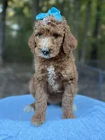 Light Blue Girl AKC, a female Poodle - Multi-Colored Standard for sale in Scottsboro, AL – 2 of 10