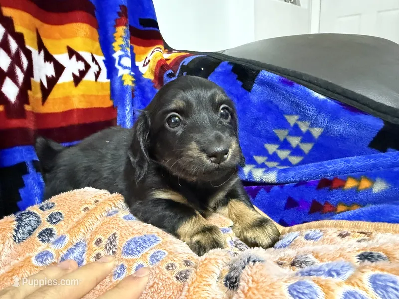 Maisie – Dachshund puppy for sale in Santa Fe, NM