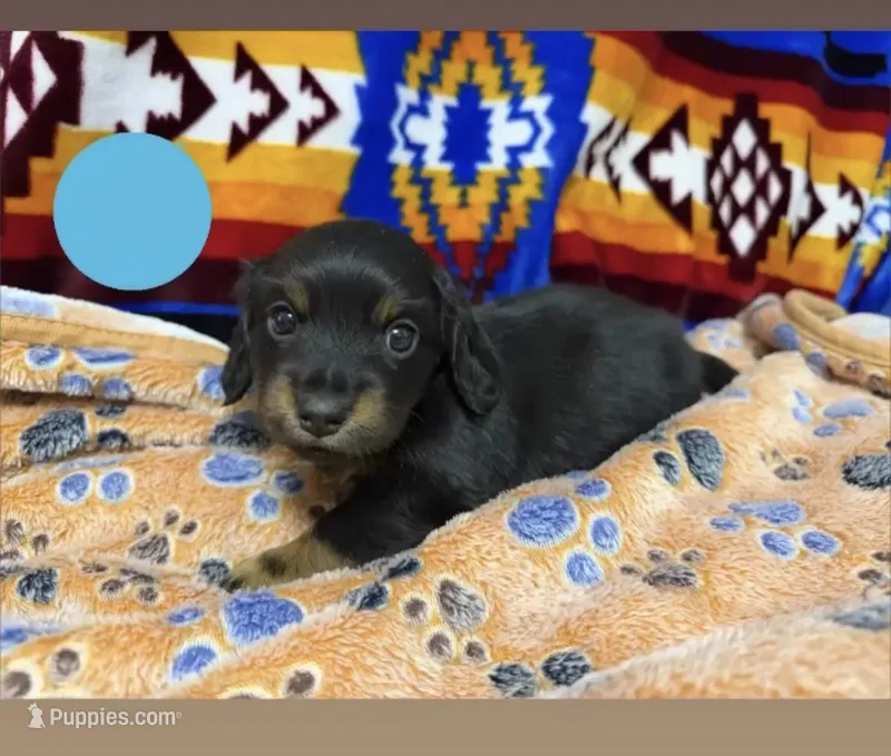 Metro Jr.  – Dachshund puppy for sale in Santa Fe, NM