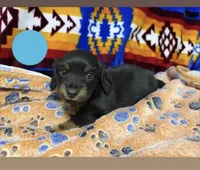 Metro Jr. , a male Dachshund for sale in Santa Fe, NM – 1 of 2