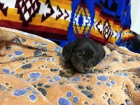 Metro Jr. , a male Dachshund for sale in Santa Fe, NM – 2 of 2