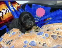 Maisie, a female Dachshund for sale in Santa Fe, NM – 2 of 3