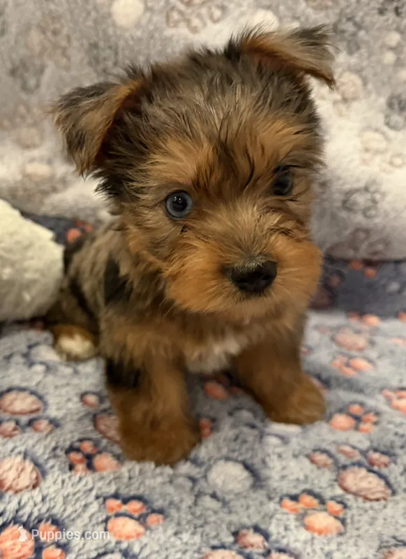 Bear – Yorkshire Terrier puppy for sale in Ocala, FL