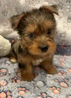 Bear, a male Yorkshire Terrier for sale in Ocala, FL – 1 of 6