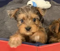 Bear, a male Yorkshire Terrier for sale in Ocala, FL – 2 of 6