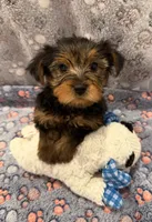 Rocky, a male Yorkshire Terrier for sale in Ocala, FL – 2 of 4